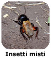 Insetti Misti